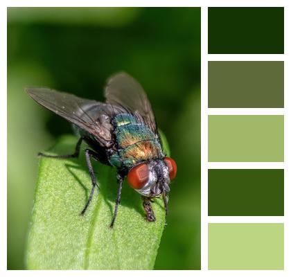 Insect Common Green Bottle Fly Nature Image